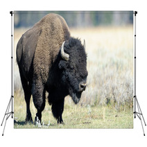 Buffalo At Yellowstone Backdrops 45590141