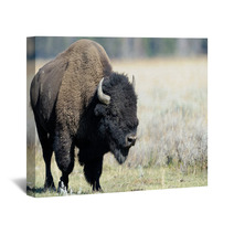 Buffalo At Yellowstone Wall Art 45590141