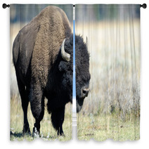 Buffalo At Yellowstone Window Curtains 45590141