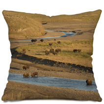 Buffalo Bison In Yellowstone Pillows 54177977