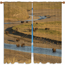 Buffalo Bison In Yellowstone Window Curtains 54177977