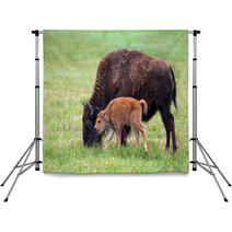 Buffalo Cow And A Calf Backdrops 65529461