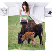 Buffalo Cow And A Calf Blankets 65529461