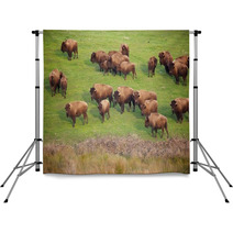 Buffalo Herd Backdrops 49502496
