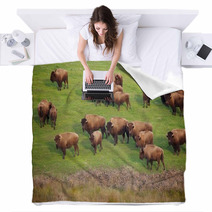 Buffalo Herd Blankets 49502496