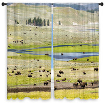 Buffalo Herd In Hayden Valley Window Curtains 19730953