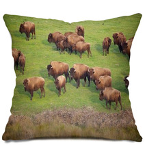 Buffalo Herd Pillows 49502496