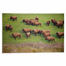 Buffalo Herd Rugs 49502496