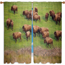 Buffalo Herd Window Curtains 49502496