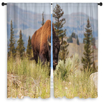 Buffalo Window Curtains 55492292