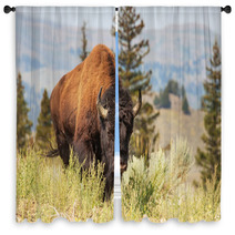 Buffalo Window Curtains 55492924