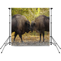 Buffaloes Sniffing Each Other Backdrops 64022119