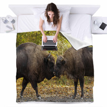 Buffaloes Sniffing Each Other Blankets 64022119