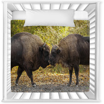 Buffaloes Sniffing Each Other Nursery Decor 64022119