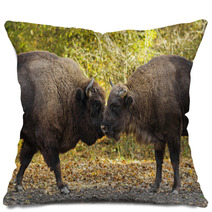 Buffaloes Sniffing Each Other Pillows 64022119