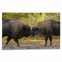 Buffaloes Sniffing Each Other Rugs 64022119