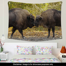 Buffaloes Sniffing Each Other Wall Art 64022119