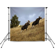 Bull Cow And Moose Calf In The Cypress Hills Park Backdrops 29727365