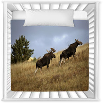 Bull Cow And Moose Calf In The Cypress Hills Park Nursery Decor 29727365