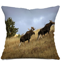 Bull Cow And Moose Calf In The Cypress Hills Park Pillows 29727365