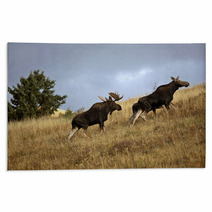 Bull Cow And Moose Calf In The Cypress Hills Park Rugs 29727365