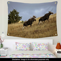 Bull Cow And Moose Calf In The Cypress Hills Park Wall Art 29727365