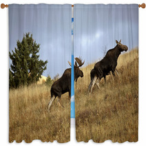 Bull Cow And Moose Calf In The Cypress Hills Park Window Curtains 29727365