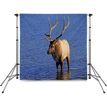 Bull Elk Backdrops 53291161
