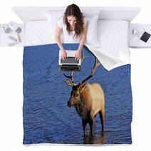Bull Elk Blankets 53291161