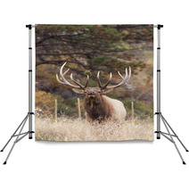 Bull Elk Bugling Backdrops 70682633
