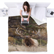 Bull Elk Bugling Blankets 70682633