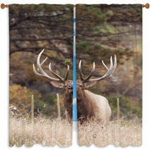 Bull Elk Bugling Window Curtains 70682633