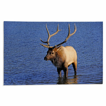 Bull Elk Rugs 53291161
