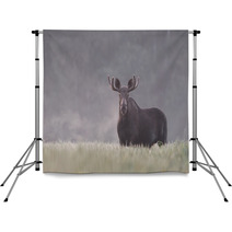 Bull Moose In Fog Backdrops 57603398