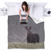 Bull Moose In Fog Blankets 57603398