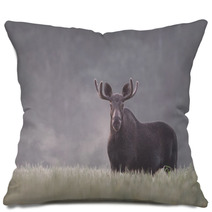 Bull Moose In Fog Pillows 57603398