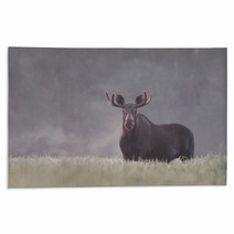 Bull Moose In Fog Rugs 57603398