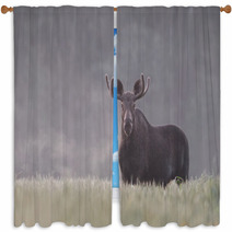 Bull Moose In Fog Window Curtains 57603398