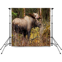 Bull Moose In Nature Brown Forest Backdrops 58265313