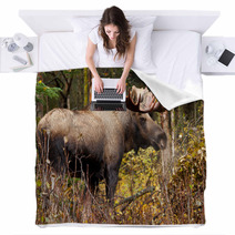 Bull Moose In Nature Brown Forest Blankets 58265313