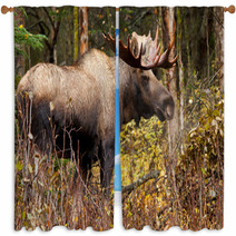 Bull Moose In Nature Brown Forest Window Curtains 58265313