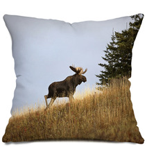 Bull Moose In The Cypress Hills Park Pillows 29727393