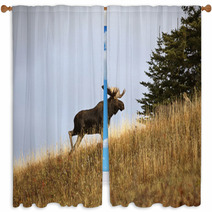 Bull Moose In The Cypress Hills Park Window Curtains 29727393