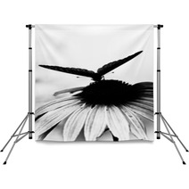 Butterfly On Flower Backdrops 64652284