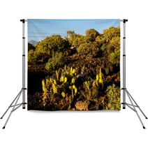 Cactus In The Desert Backdrops 66702257