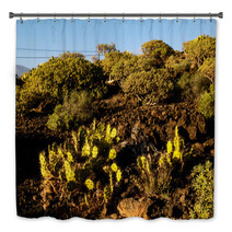 Cactus In The Desert Bath Decor 66702257