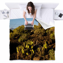Cactus In The Desert Blankets 66702257
