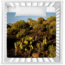 Cactus In The Desert Nursery Decor 66702257