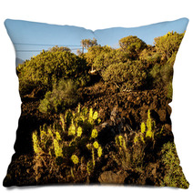 Cactus In The Desert Pillows 66702257