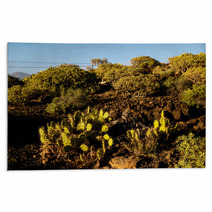 Cactus In The Desert Rugs 66702257